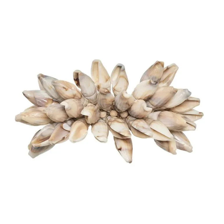 Shell Fringe Napkin Ring Set of 4